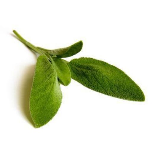 Bilde av Salvie 15g BIO