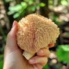 Bilde av Happy Caps Lion’s Mane Mushroom Superfood 500mg (30 capsules)